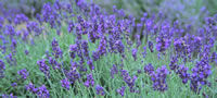 Field of lavender.