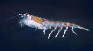 krill4