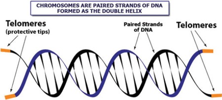 Diagram of Telomere